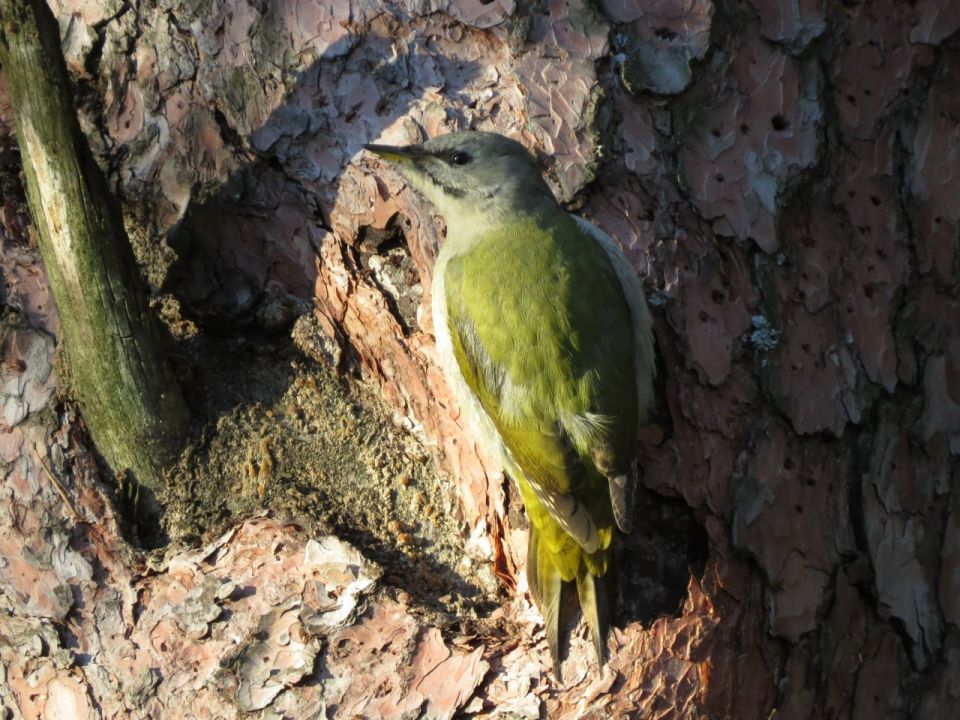 C���������� ����� � ��������