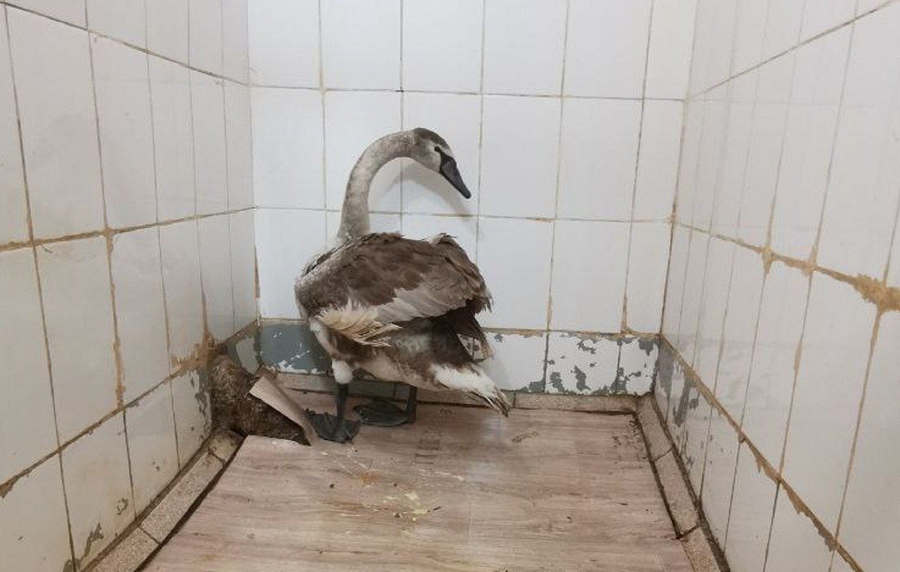 Лебедя с пороком «ангельские крылья» передали волонтерам кировского Центра реабилитации диких животных