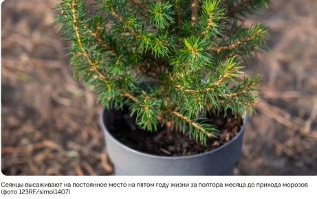 Как успешно вырастить сосну из семян: полное руководство