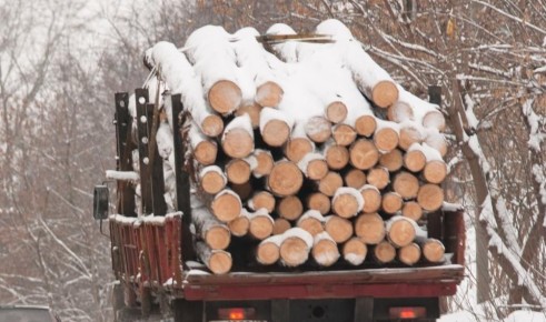 За год в Кировской области выявили 12 случаев незаконного вывоза леса без оформления карантинных сертификатов