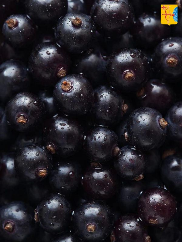 ������-�������� ������ �������� ������� � ������ ��������� ��������� ��������� �������� ���� ������� ��������� ����� � 10,1 ��� ������