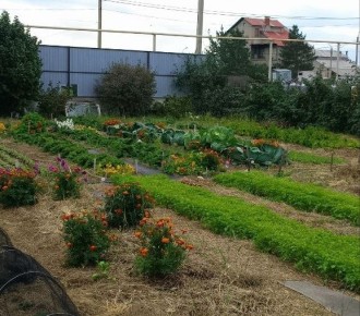 Заботимся о земле осенью: секреты подготовки к сезону