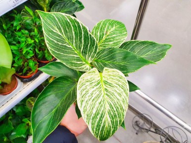 Как не наткнуться на проблемное растение: советы для любителей комнатных зеленых питомцев