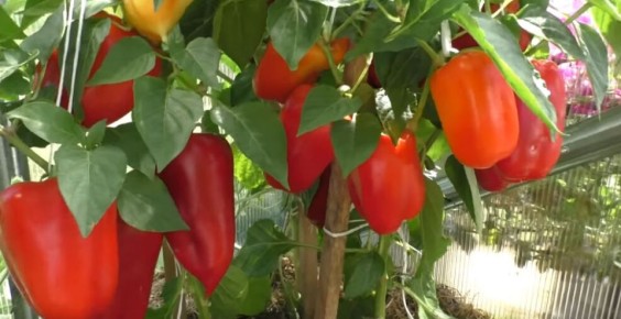 Секреты успешного выращивания перца: как избежать распространенных проблем