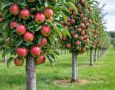 Яблоня колонновидная: модный тренд или зря потраченное время?