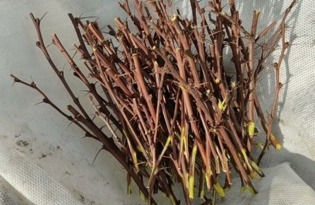 Не всех кустарников легко размножить: чего стоит избегать в саду