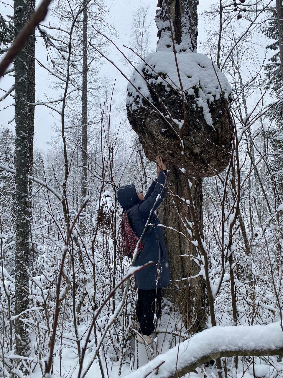 В лесах Котельничского района нашли гигантский сувель В лесах Котельничского района нашли гигантский сувель