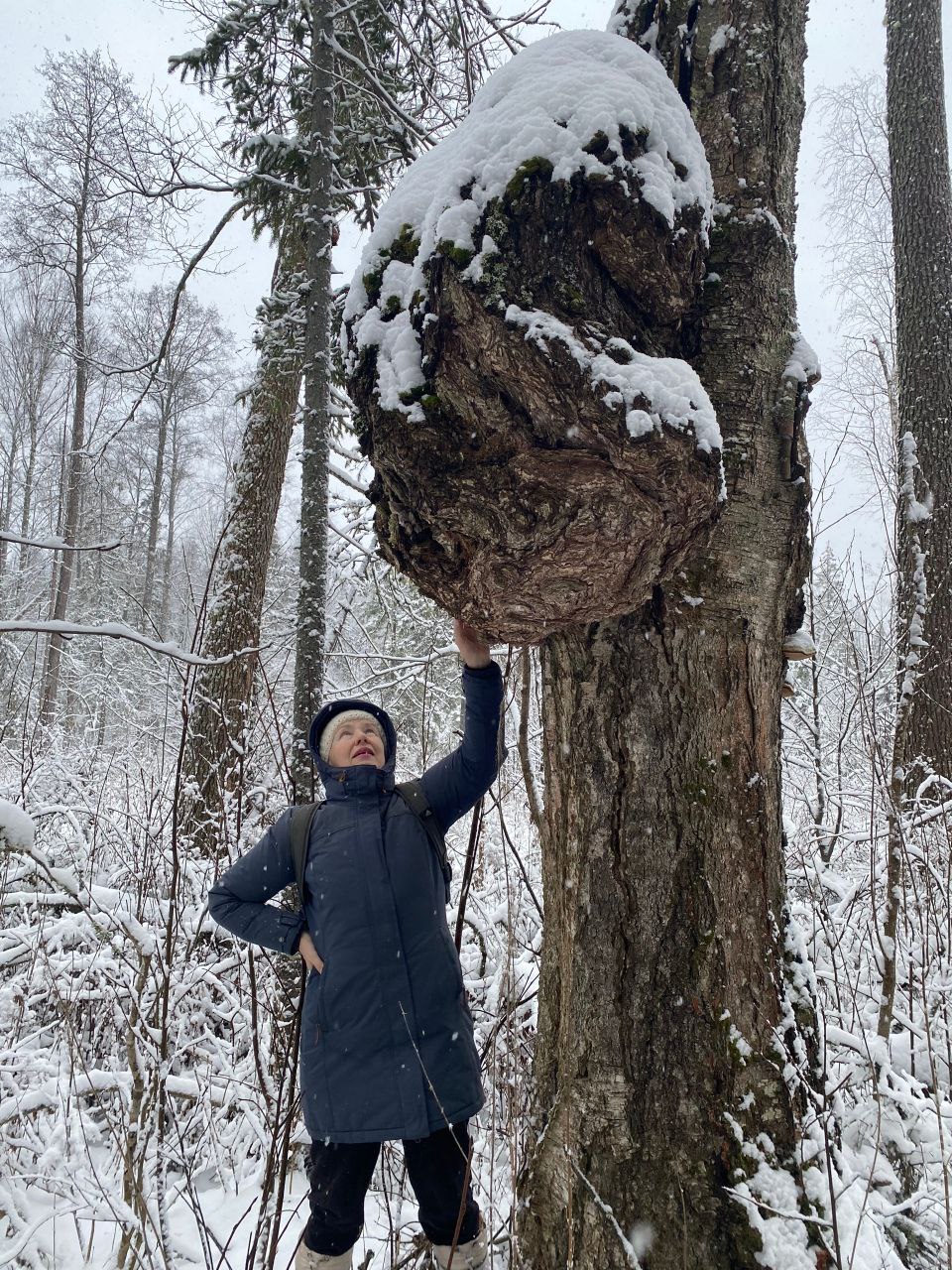В лесах Котельничского района нашли гигантский сувель