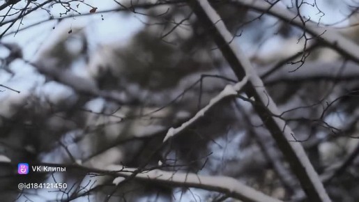 Дрозд-белобровик запасается витаминами