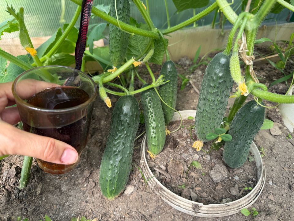 ������� ������ �������: ��� �������� ������������ ������ ����� �� ����