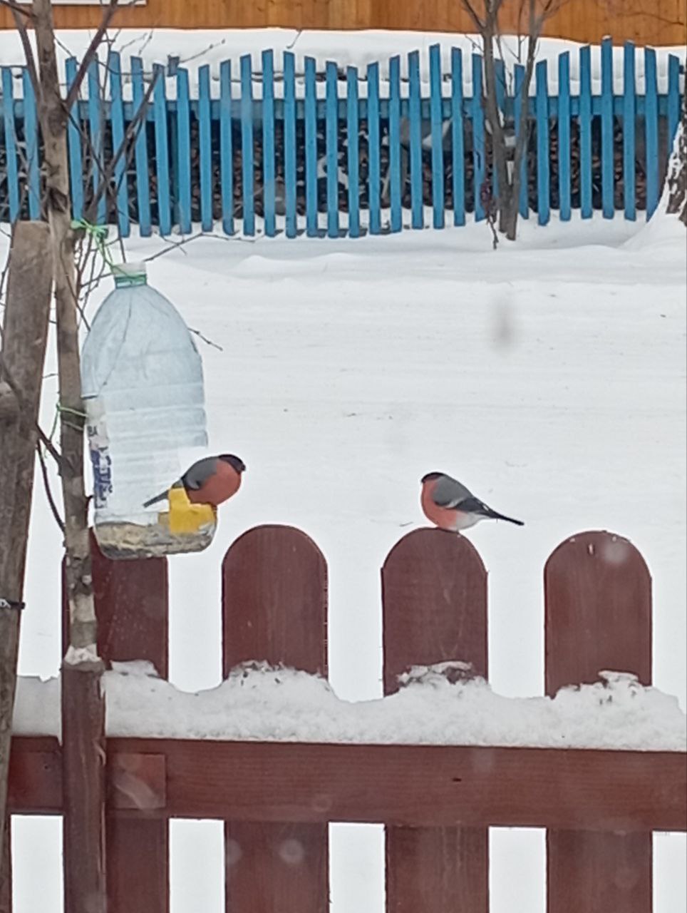 От подписчиков:. Зимняя пернатая краса - это, конечно, снегири