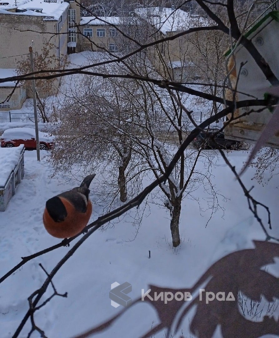 Красногрудые в эти декабрьские морозы охотно соблазняются семечками, рассыпанными на оконных отливах Красногрудые в эти декабрьские морозы охотно соблазняются семечками, рассыпанными на оконных отливах