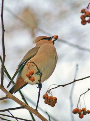 �������� ����������� �������������� �� ����� ������� � ������ ������, ������������ �����������-��������