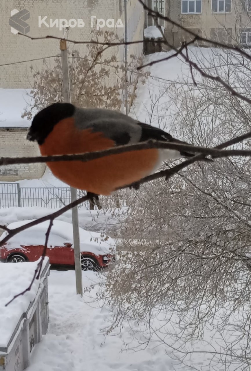 Красногрудые в эти декабрьские морозы охотно соблазняются семечками, рассыпанными на оконных отливах Красногрудые в эти декабрьские морозы охотно соблазняются семечками, рассыпанными на оконных отливах