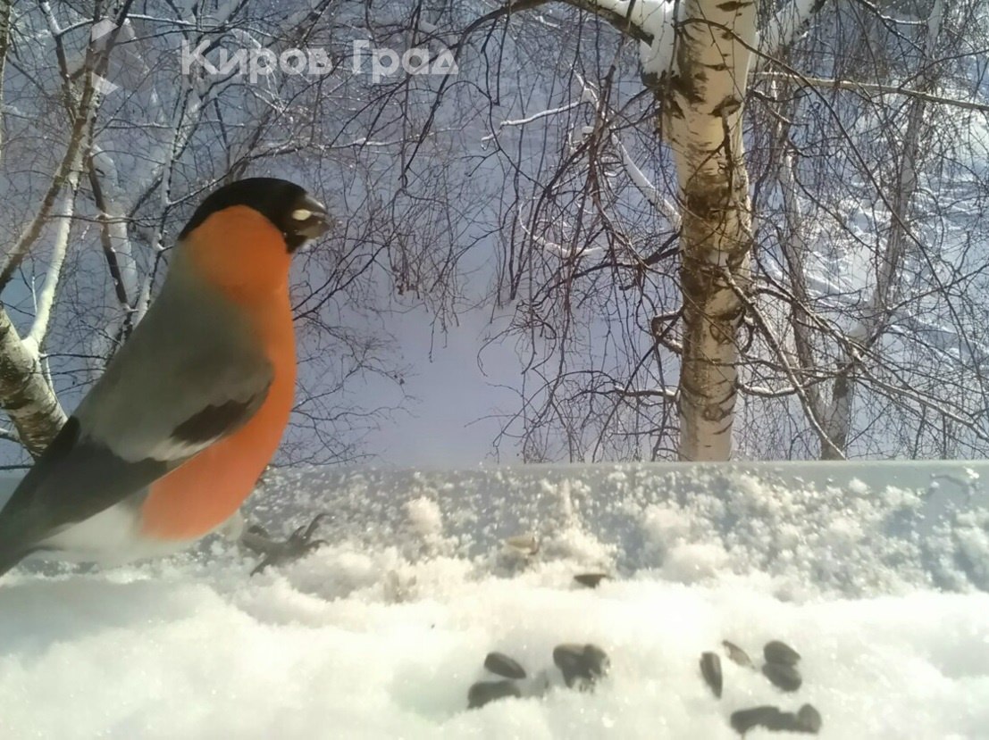 Красногрудые в эти декабрьские морозы охотно соблазняются семечками, рассыпанными на оконных отливах