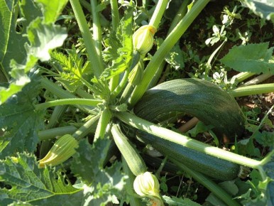 ��� ������ ������ ��������: ������ �� ������ � ������ � ���������