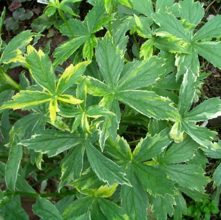 ��� ������� ����� ��������� ������ ����� ���������