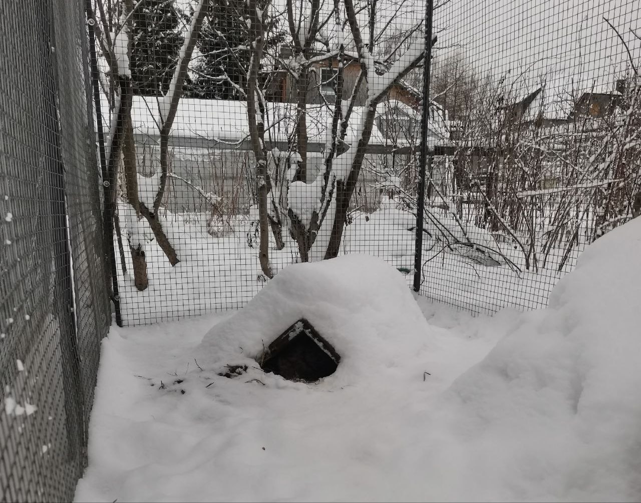 Один из питомцев кировского центра реабилитации животных "Большое гнездо" наконец залег в зимнюю спячку Один из питомцев кировского центра реабилитации животных "Большое гнездо" наконец залег в зимнюю спячку