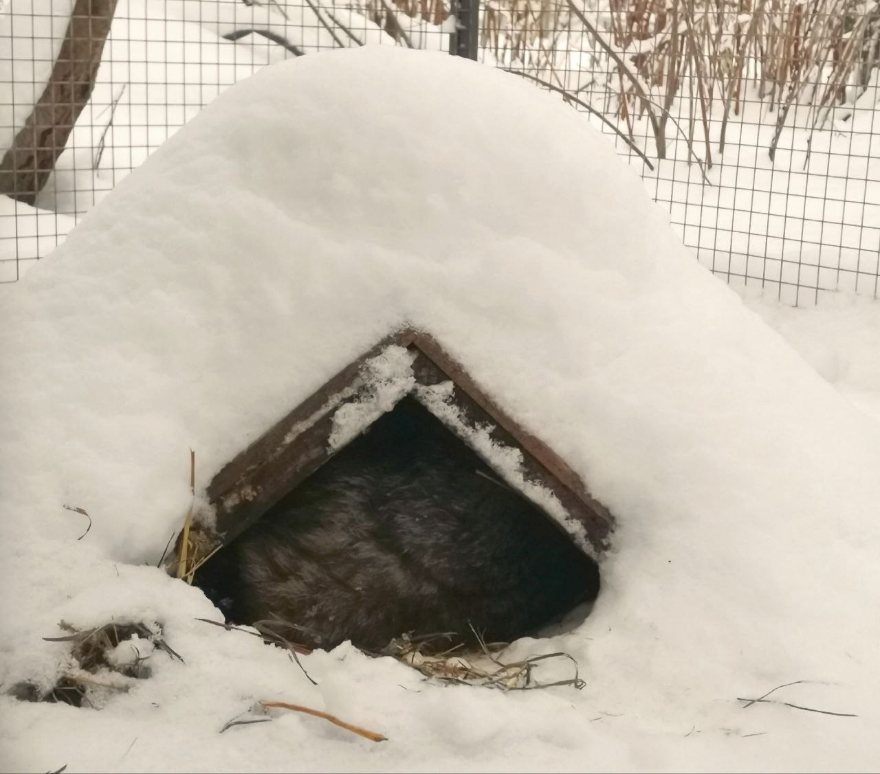 Один из питомцев кировского центра реабилитации животных "Большое гнездо" наконец залег в зимнюю спячку Один из питомцев кировского центра реабилитации животных "Большое гнездо" наконец залег в зимнюю спячку
