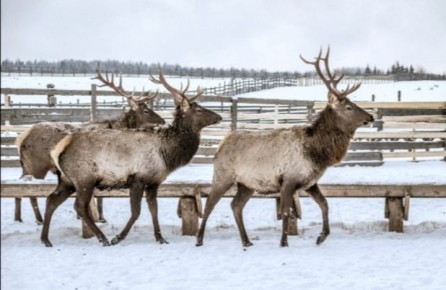 ����������� ����� �� ��������