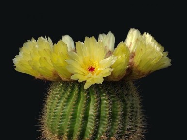 ������� ����� � ��� ������� �� �������� ��������