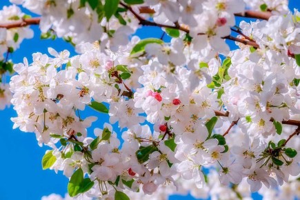 Соседство в саду: какие деревья и кустарники лучше не сажать рядом
