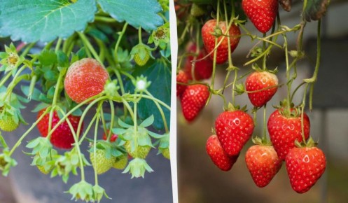 ��� ��������� �������� � ��������: ������� ������ ���� ������� ���