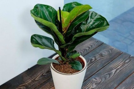 ����� �������: ��������� ���� ��� ������ ���������