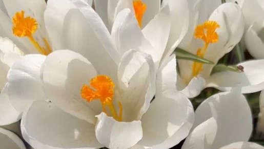 ����� ��� �����: ��� ������� �������� ������� ������� ��� ��������