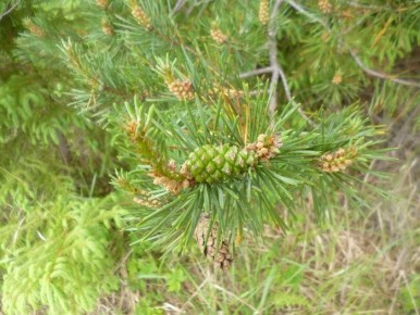 Сосновое варенье: как собрать и приготовить уникальный деликатес