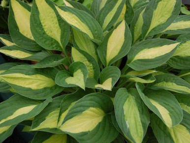 Как правильно делить хосту: советы по размножению для садоводов