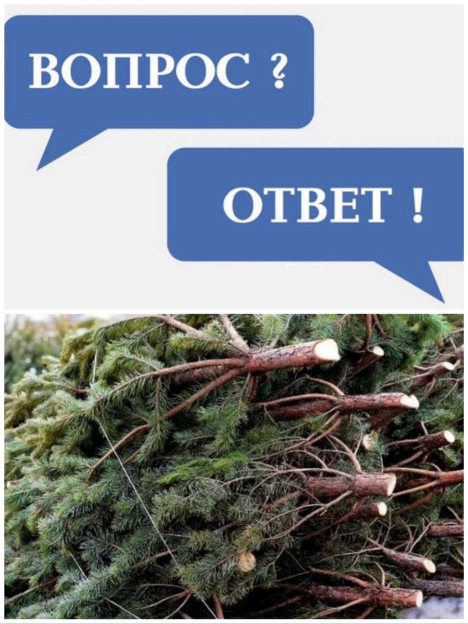 Можно ли самостоятельно вырубить в лесу ель к Новому году чтобы не тратить деньги на её покупку?