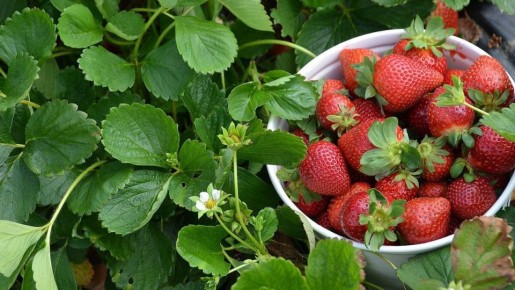 Как правильно ухаживать за клубникой: секреты успешного урожая