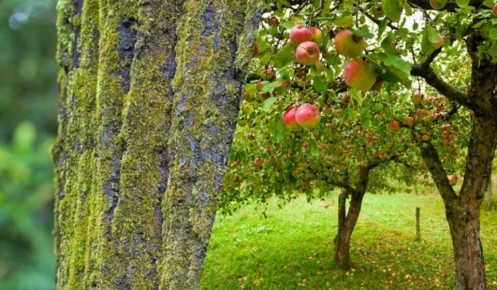 ������������ ��� � ���������: ��� ������� ������������ ����� ��������