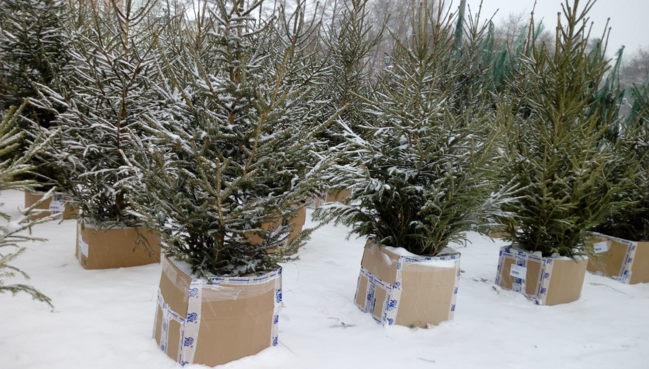 Из Кировской области в другие регионы страны отправлено более 64 тысяч рождественских деревьев