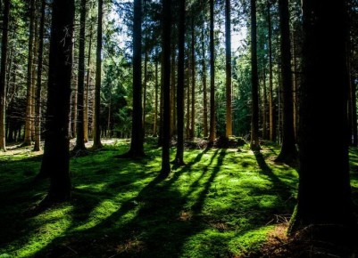 ������ ���������: ��� �������� � ������ ����