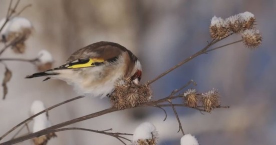 ��� ����-�� �������, � ��� ����-�� ���������� ���������