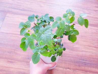 Удивительные домашние растения: неожиданное возвращение к жизни