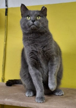 Кот по кличке Саймон ищет дом