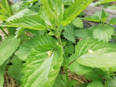 ������ ������������� ���� � ��������: ������ � ������� ��� ��������