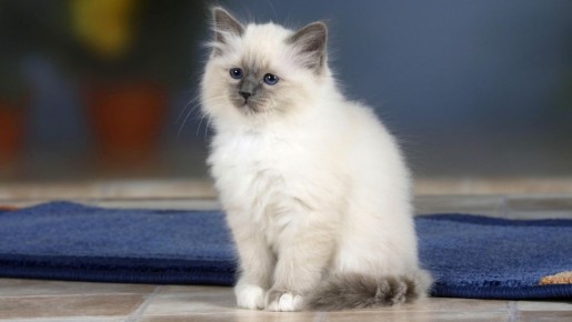 ����� ���� ����� ���������: ��������� ����������� ��������� ���������