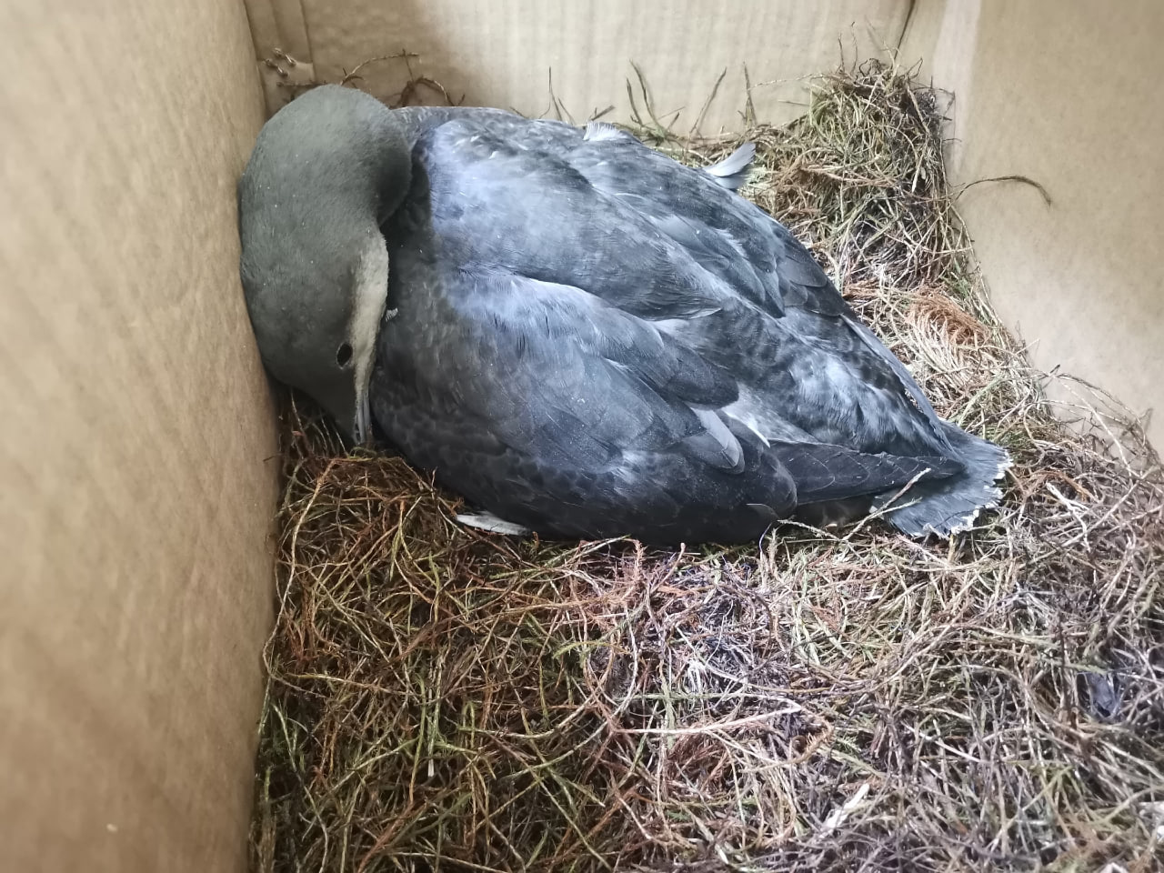 Очень редкую в наших краях птицу сейчас спасают специалисты кировского центра "Большое гнездо"