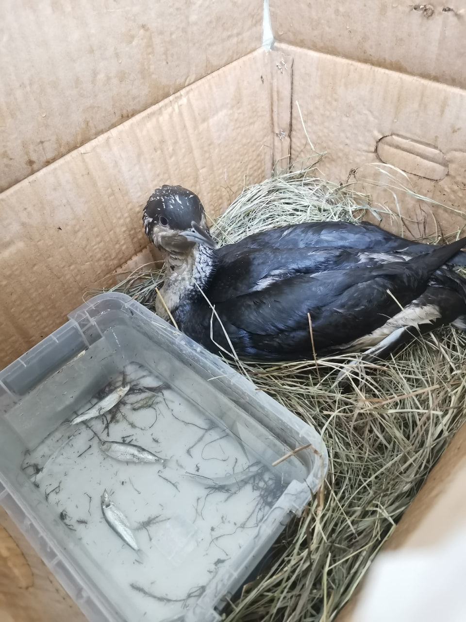 Очень редкую в наших краях птицу сейчас спасают специалисты кировского центра "Большое гнездо" Очень редкую в наших краях птицу сейчас спасают специалисты кировского центра "Большое гнездо"