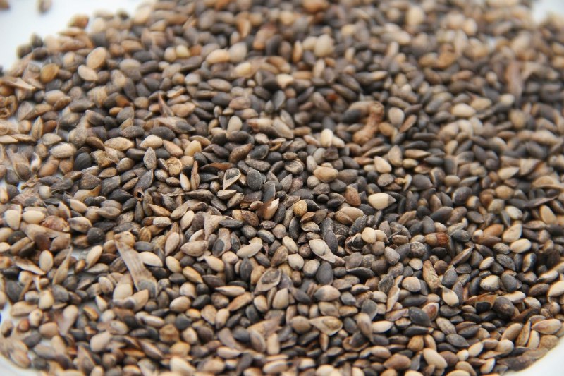 В Кировской области заготовили рекордное количество семян сосны и ели для будущих лесов — 5,4 тонны