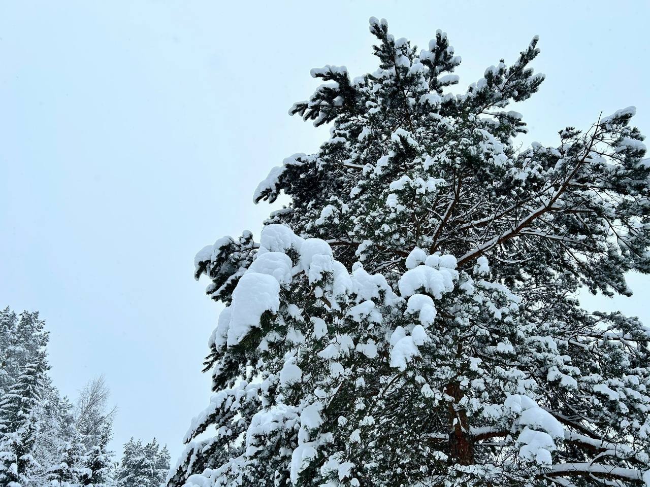 Киров встречает средину недели снегом и ветром