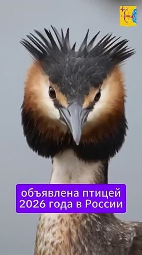 В России выбрали птицу 2026 года, ей стала чомга или большая поганка