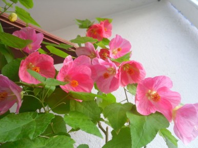 ������� ����� ������� ������