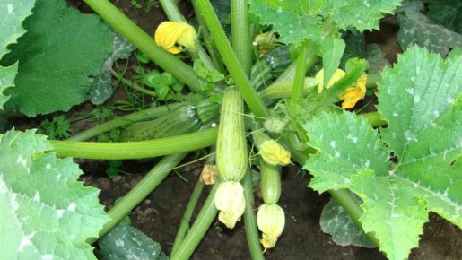 ����������� ������ ��� �������� ������ ��������