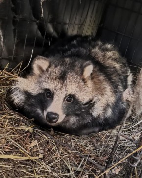 �� ���� ������ "������� ������" �������� ����������� ��������� ��� ����� ��������