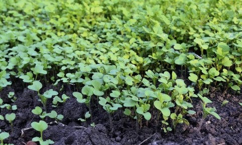 �������� ��� ����: ��� ����������� ����� ��� ��������� �����������